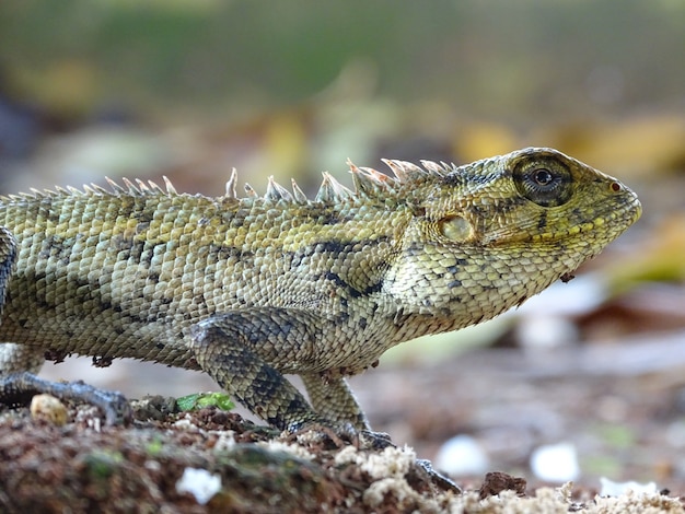 Lézard de jardin oriental mâle