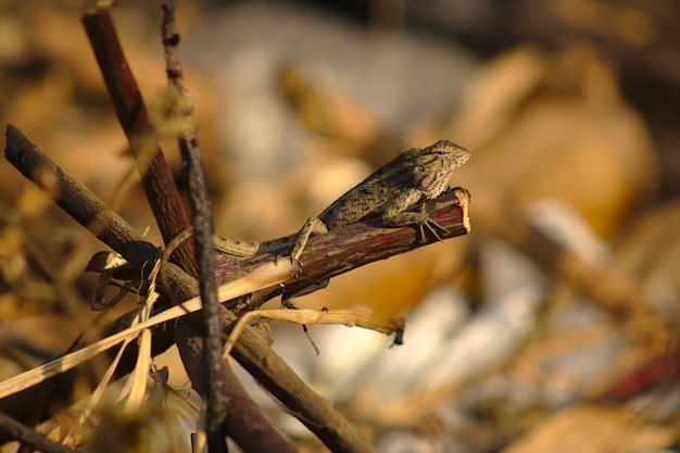 Lézard de jardin oriental parmi les fourrés