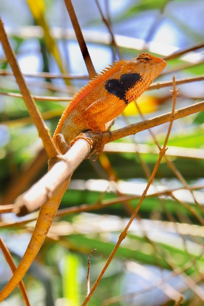 Photo lézard de jardin oriental