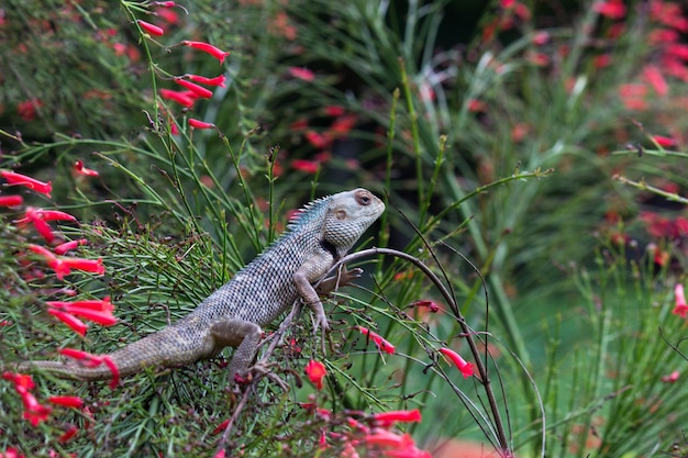 Lézard de jardin sur la plante fleur