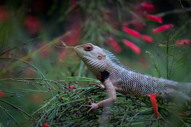 Lézard de jardin sur la plante