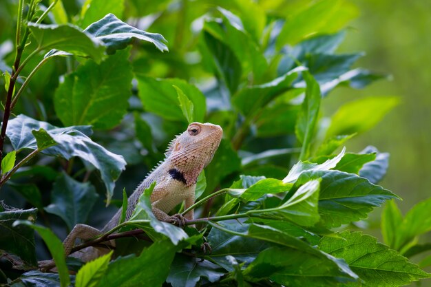 Lézard des jardins