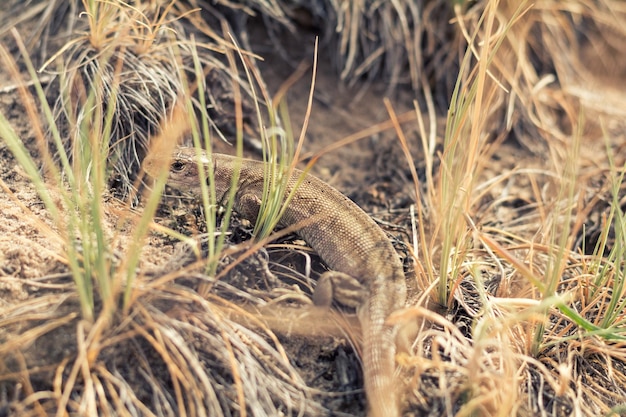 Lézard jaune dans la nature faible profondeur de champ Lacerta agilis