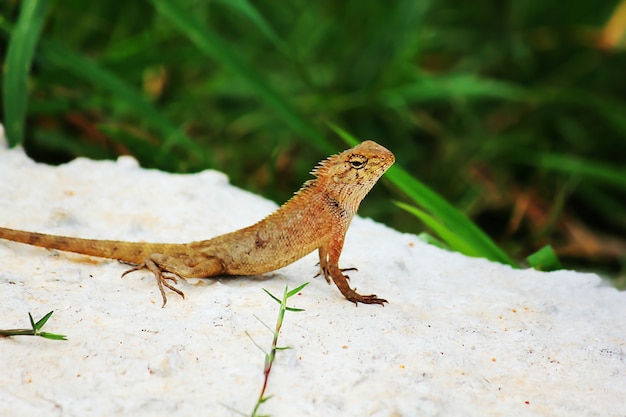 Lézard jaune sur le sol en ciment.