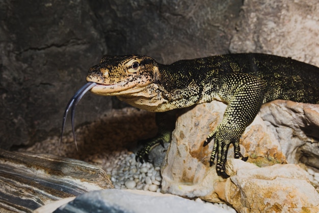 Lézard avec la langue allongée sur un rocher