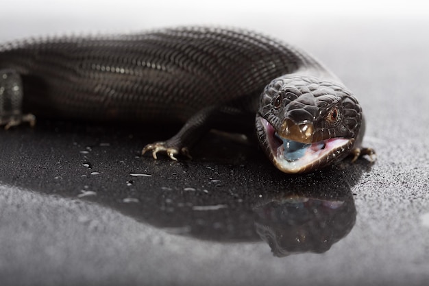 lézard à langue bleu-noire dans un environnement humide et sombre et brillant