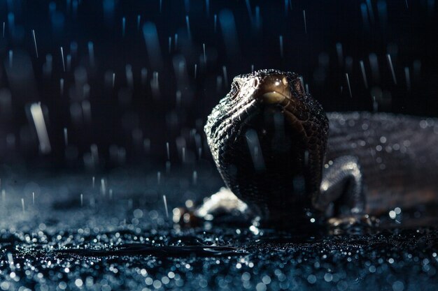 Photo lézard à langue bleu-noire dans un environnement humide et sombre et brillant