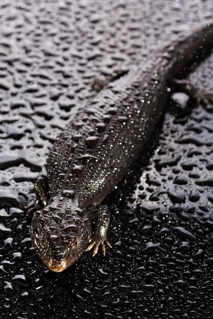 lézard à langue bleu-noire dans un environnement humide et sombre et brillant