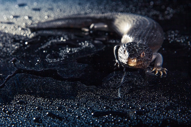 Photo lézard à langue bleu-noire dans un environnement humide et sombre et brillant