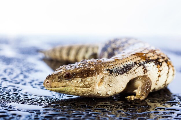 lézard à langue bleu-noire dans un environnement humide et sombre et brillant