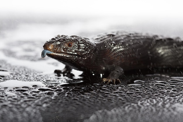 Photo lézard à langue bleu-noire dans un environnement humide et sombre et brillant