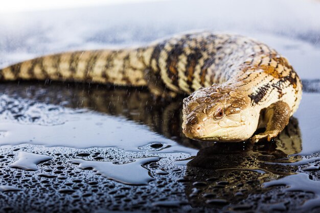 Lézard à langue bleue australienne dans un environnement brillant sombre et humide