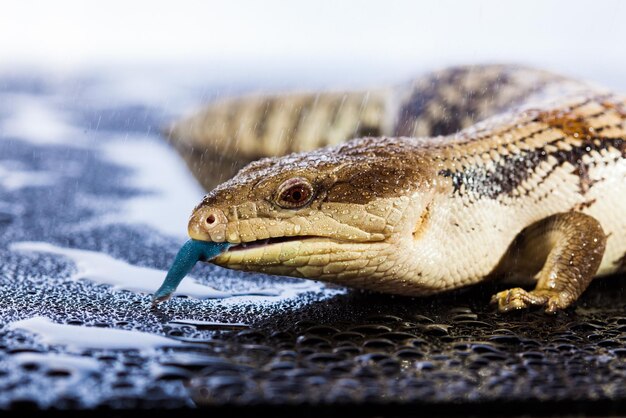 Photo lézard à langue bleue australienne dans un environnement de studio brillant sombre et humide