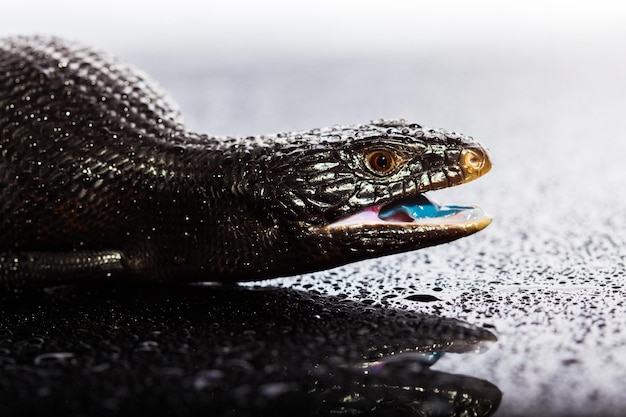 Photo lézard à langue bleue noire dans un environnement brillant sombre et humide