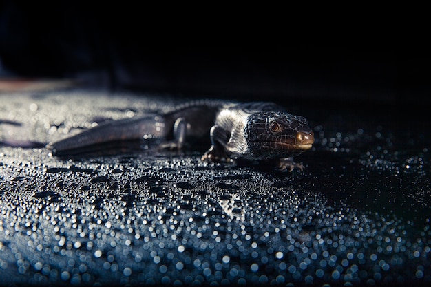 Photo lézard à langue bleue noire dans un environnement brillant sombre et humide