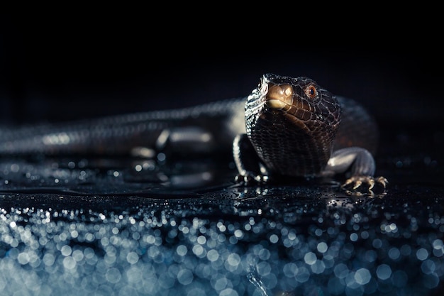 Photo lézard à langue bleue noire dans un environnement brillant sombre et humide