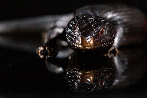 Photo lézard à langue bleue noire dans un environnement de miroir brillant sombre