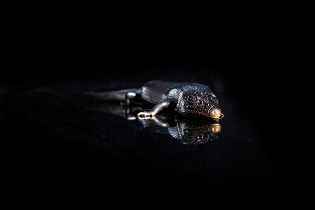 lézard à langue bleue noire dans un environnement de miroir brillant sombre