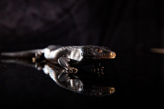 Photo lézard à langue bleue noire dans un environnement de miroir brillant sombre