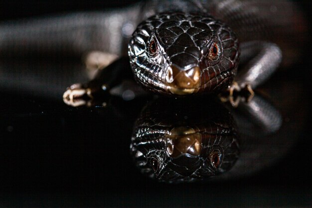 Photo lézard à langue bleue noire dans un environnement de miroir brillant sombre