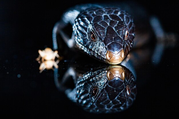 Photo lézard à langue bleue noire dans un environnement de miroir brillant sombre