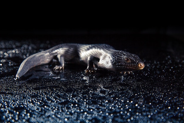 Lézard à langue bleue noire dans un environnement sombre et humide