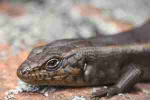 Photo le lézard à langue bleue tiliqua scincoides scincoides dans les chaînes de flinders en australie du sud