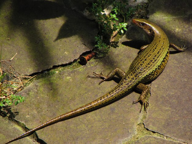 Photo un lézard avec une longue queue est sur un rocher.