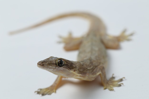 Lézard de maison asiatique ou gecko commun isolé