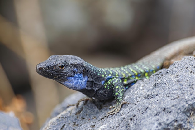 Photo lézard mâle de tenerife sur un rocher gallotia galloti eisentrauti îles canaries espagne