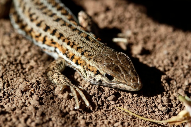 Lézard mignon en gros plan nature