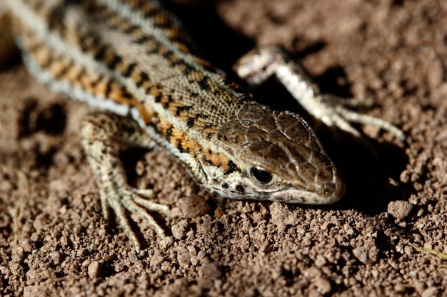 Lézard mignon en gros plan nature