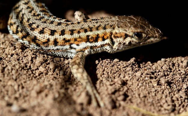 Lézard mignon en gros plan nature