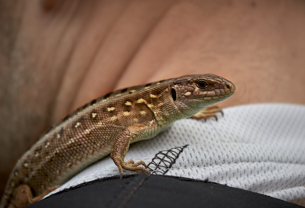 Lézard mignon sur l'homme