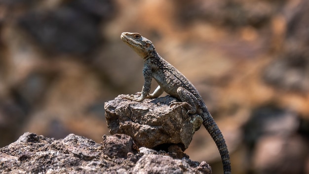 Le lézard des montagnes est assis sur la pierre.