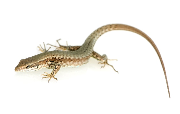 Lézard des murailles italien sur blanc