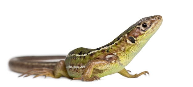 Lézard des murailles, Podarcis muralis, sur blanc isolé