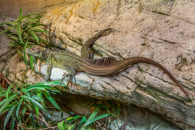 Photo lézard à nageoire filipine