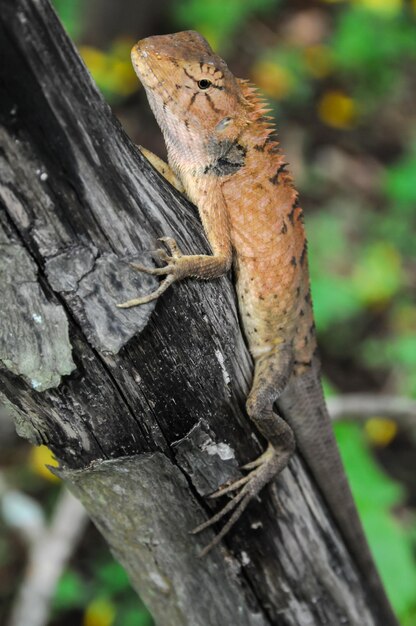 lézard orange