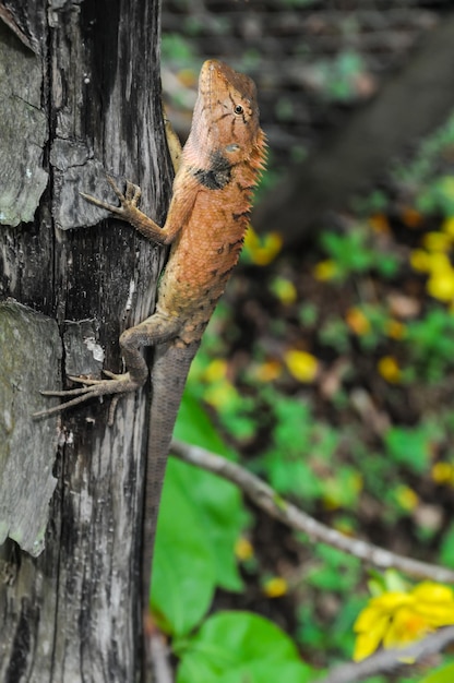 lézard orange