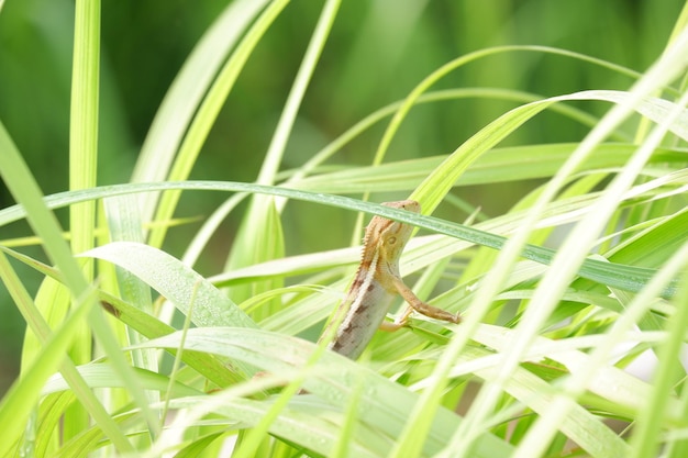 lézard oriental de jardin Les lézards de jardin se détendent sur l'herbe verte