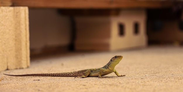 Un lézard par terre devant une boite qui dit 'iguane'