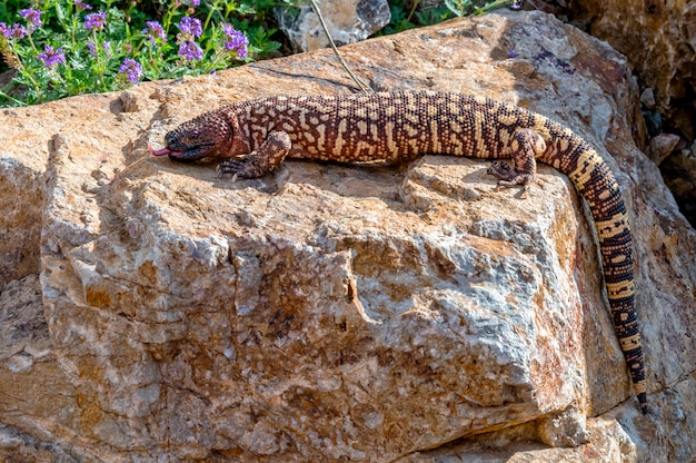 Lézard perlé mexicain sifflant grimpant sur un rocher de jardin