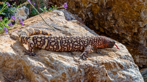 Lézard perlé mexicain sifflant grimpant sur un rocher de jardin