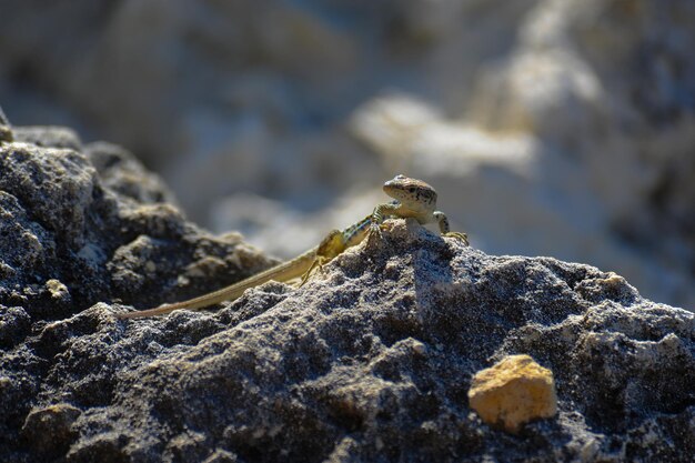 Lézard sur pierre dans la nature