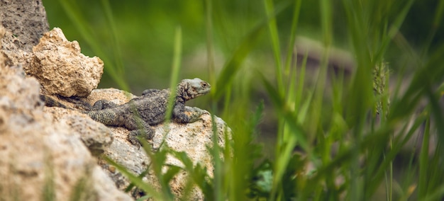 Le lézard sur une pierre en fond d'herbe