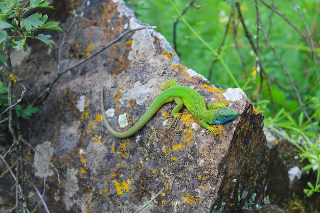 Lézard sur la pierre