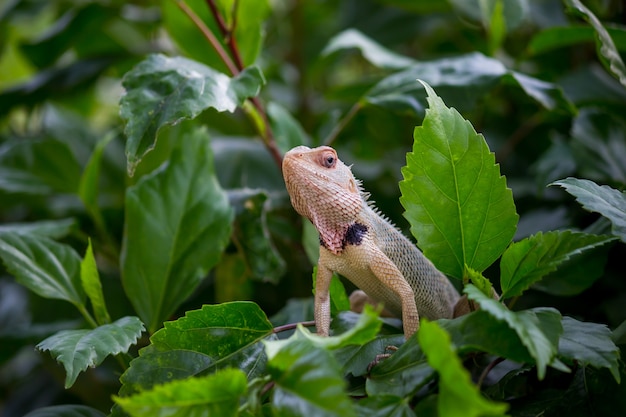 Photo lézard des plantes du jardin