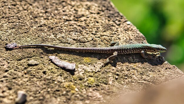 Un lézard prend un bain de soleil sur une pierre