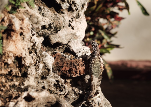 Lézard à queue frisée sur le rocher